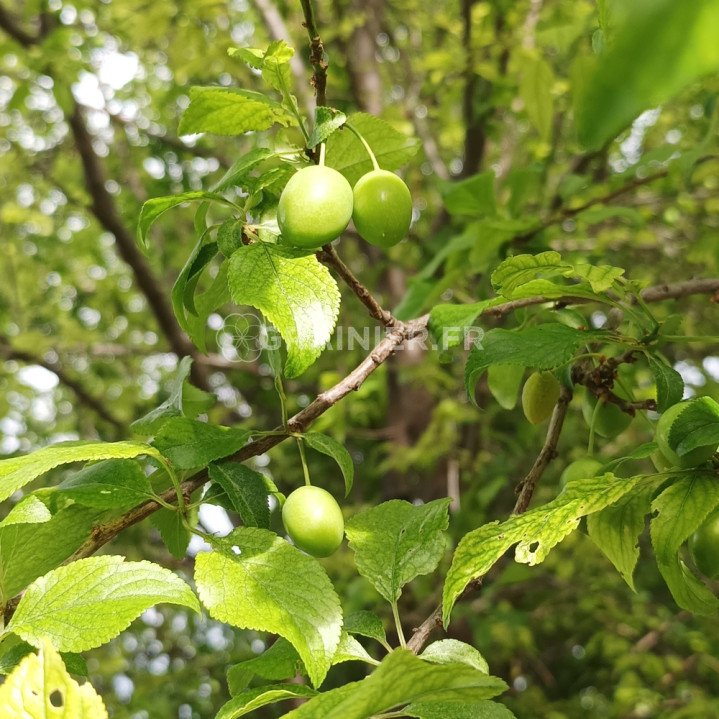 Prunier-cerise, Myrobolan, Prunus cerasifera image